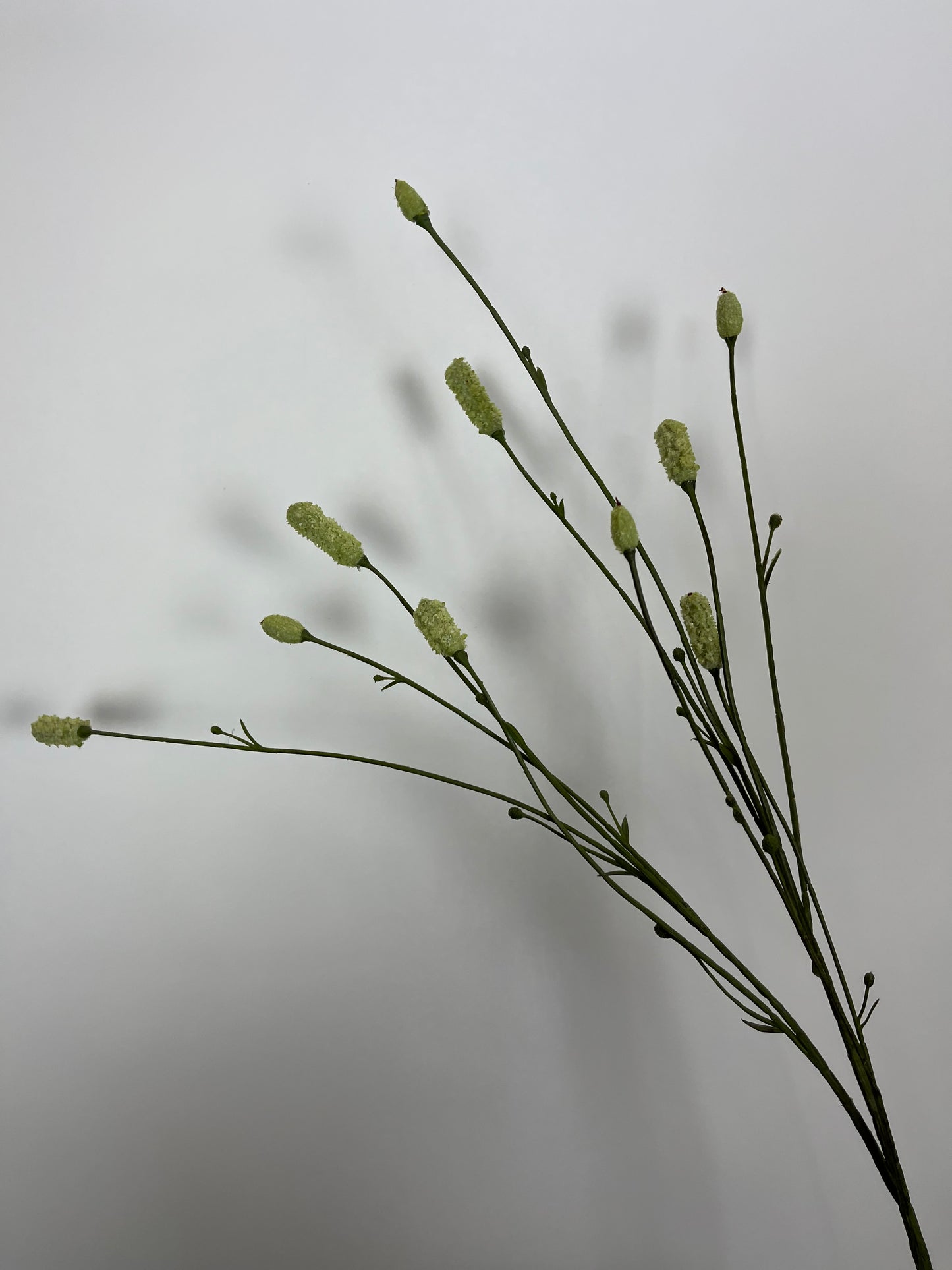Burnet groen