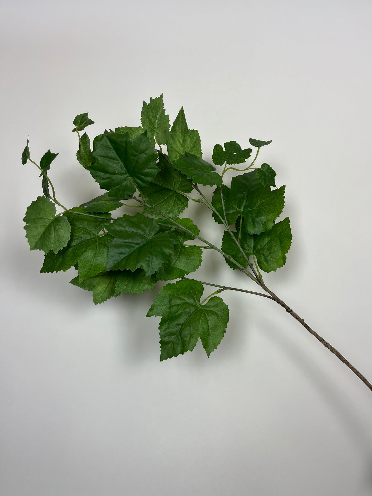 Druivenblad groen