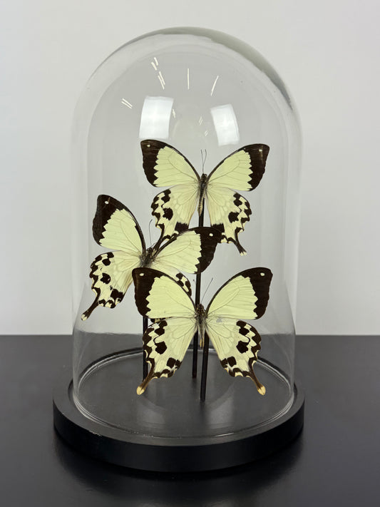 Vlinders in stolp beige