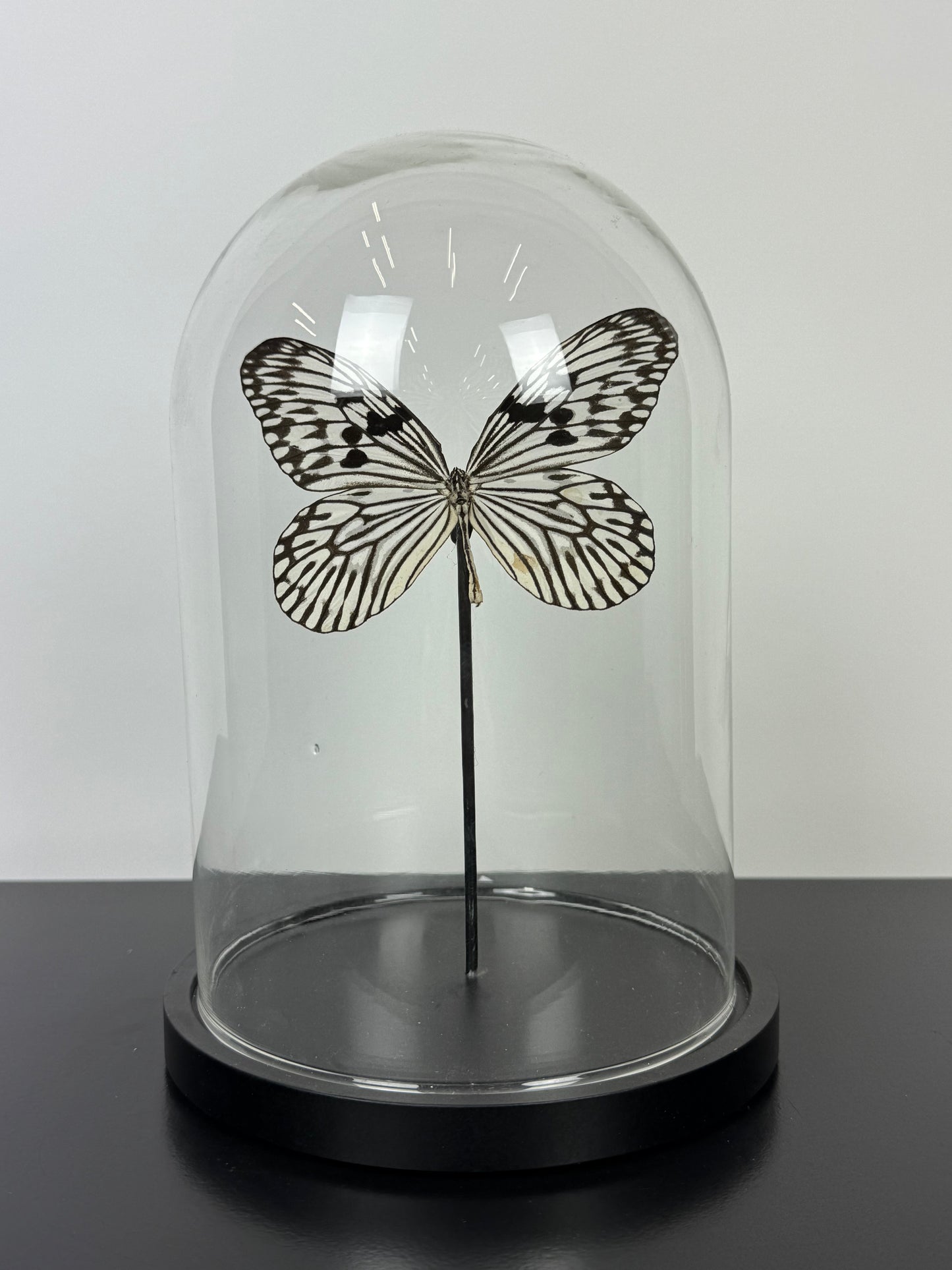 Vlinder in stolp beige