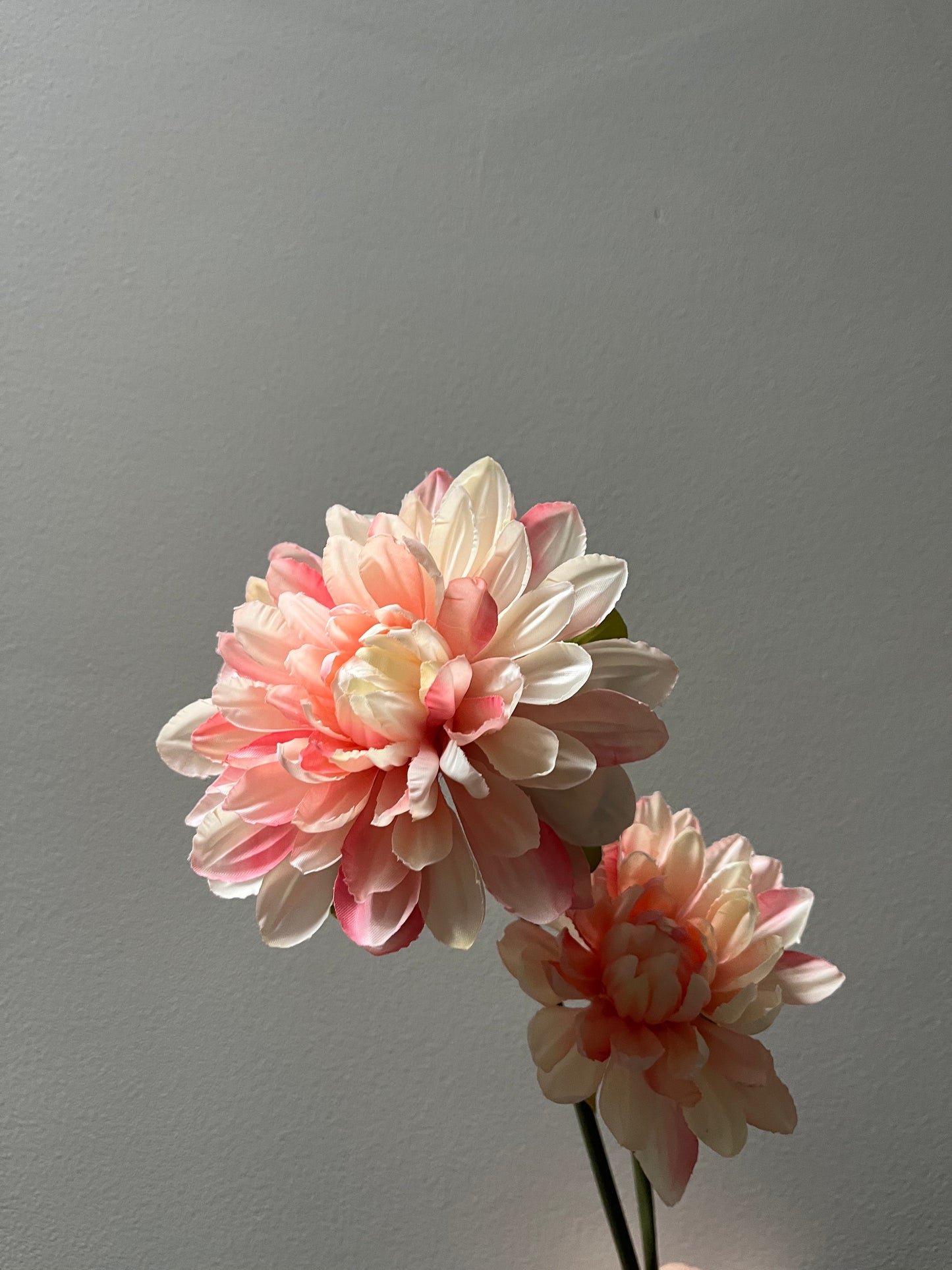 Chrysant roze xs