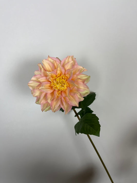 Dahlia stem lichtroze