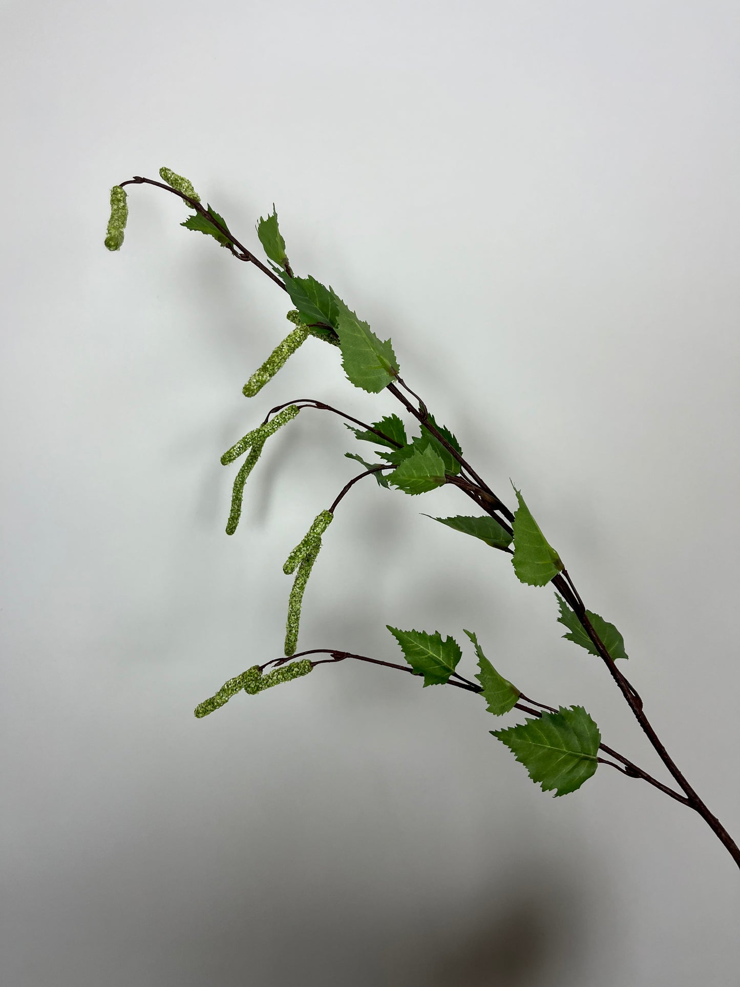 Betula tak groen