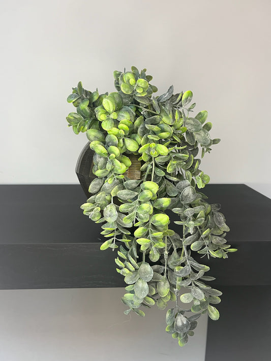 Boxwood hanging plant