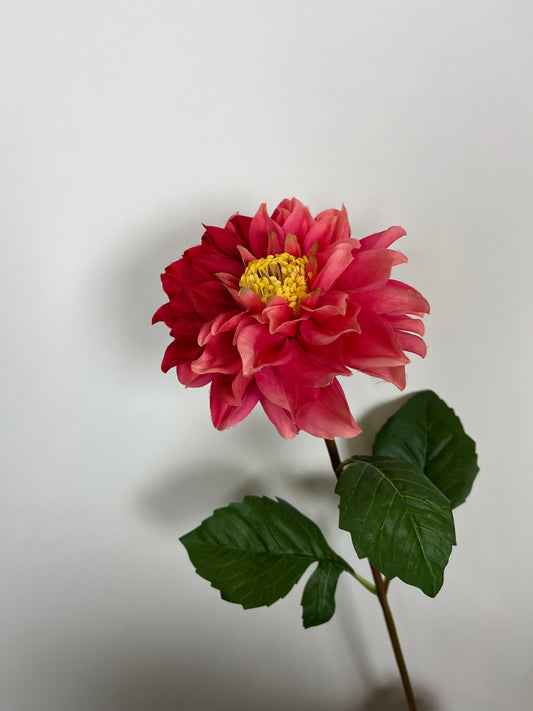 Dahlia stem roze/rood