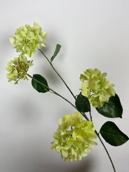Hortensia spray groen