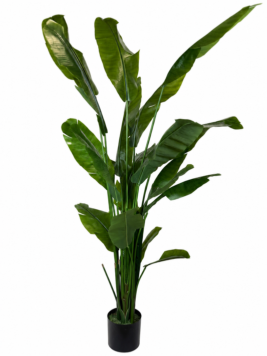 Bananenplant