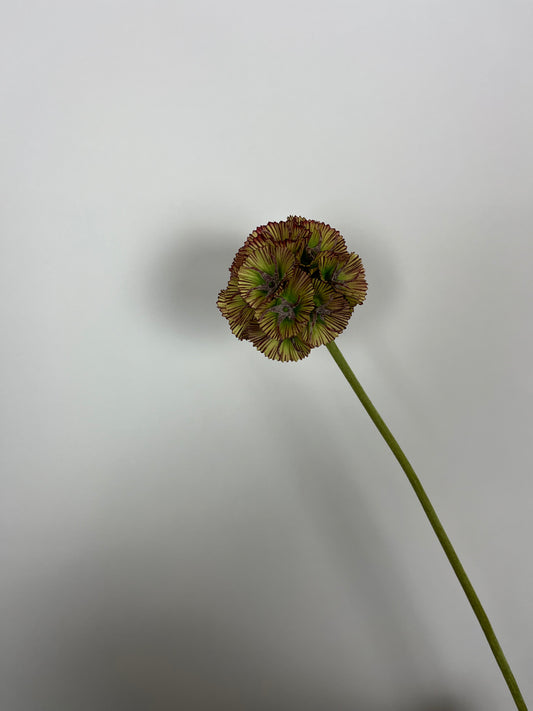 Scabiosa groen