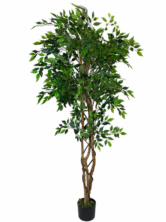 Fica Ficus