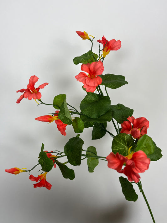 Kersenbloem koraal