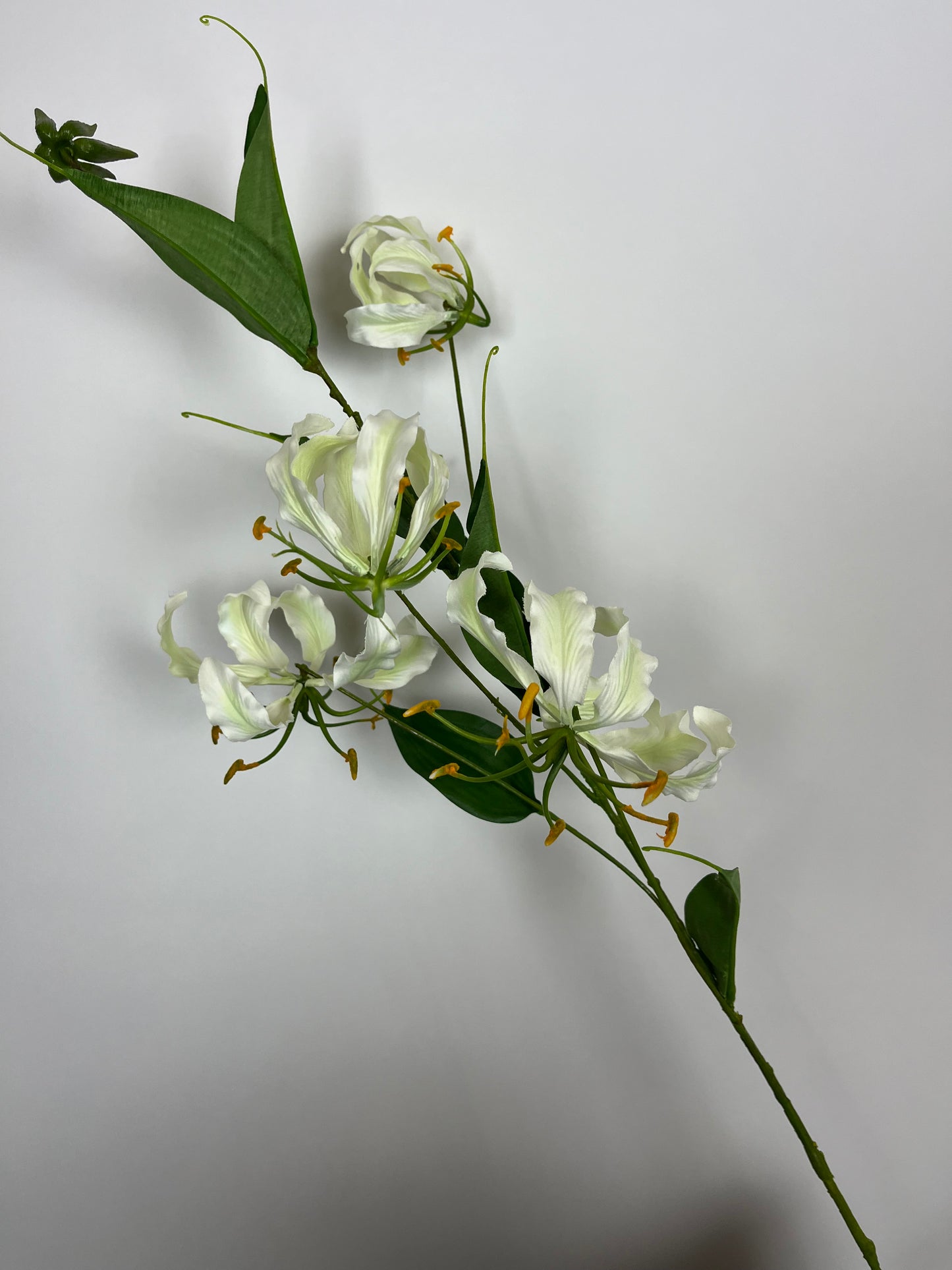 Gloriosa spray wit