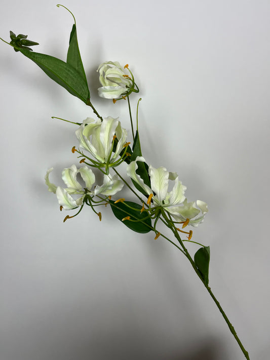 Gloriosa spray wit