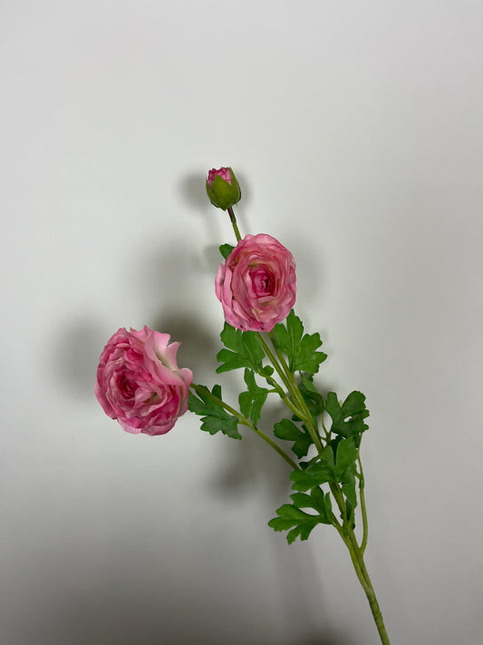 Ranonkel roze