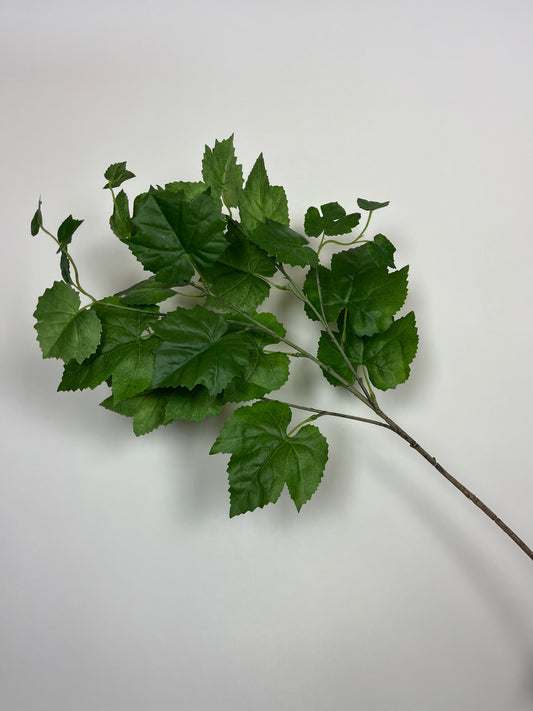 Druivenblad groen