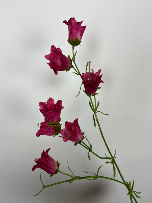 Campanula donker roze