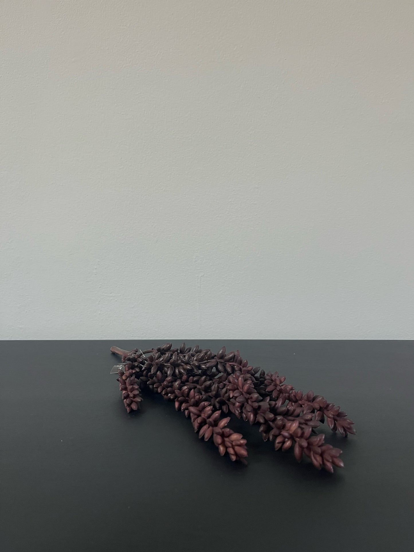 Pea plant purple