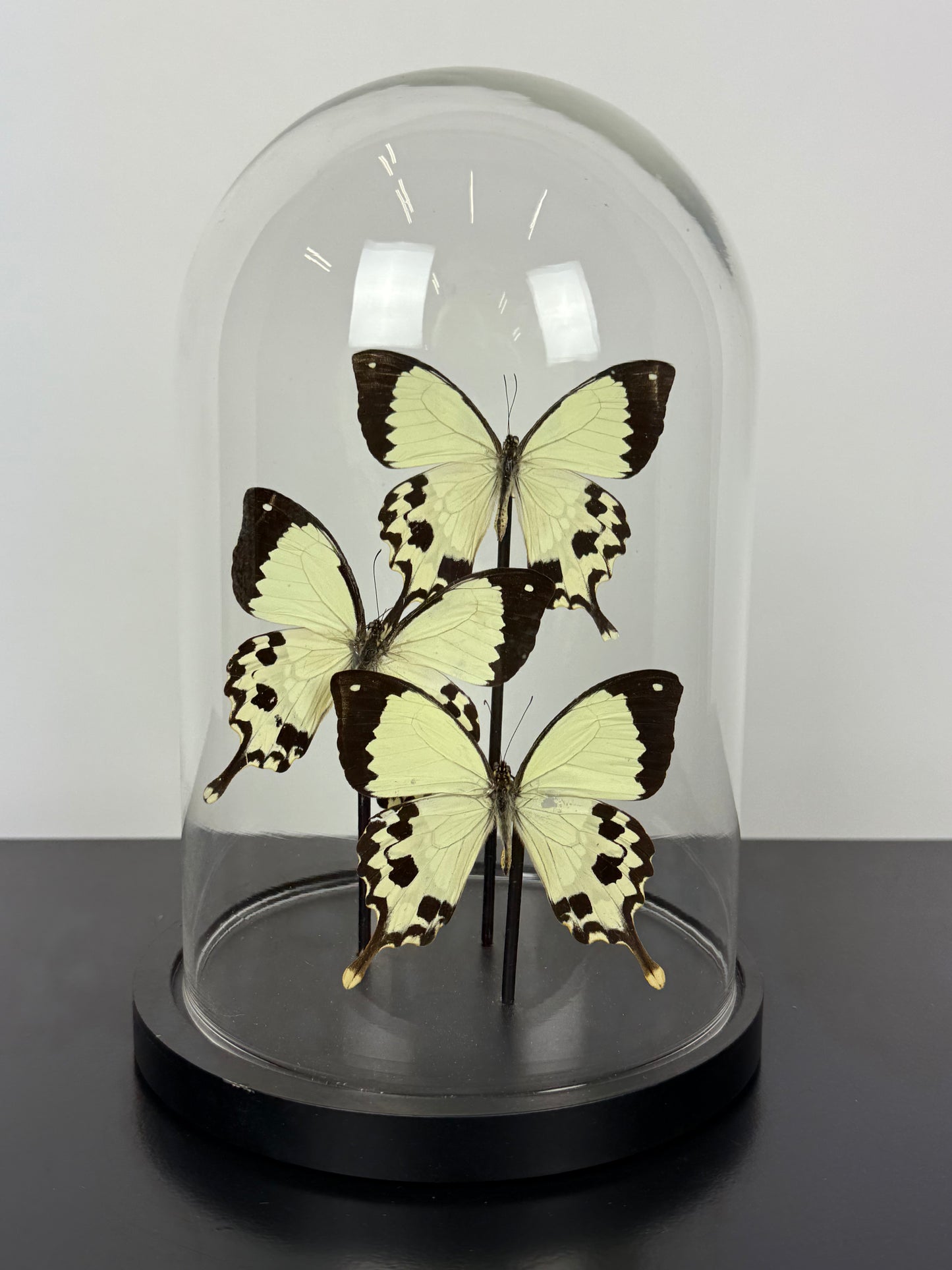 Vlinders in stolp beige