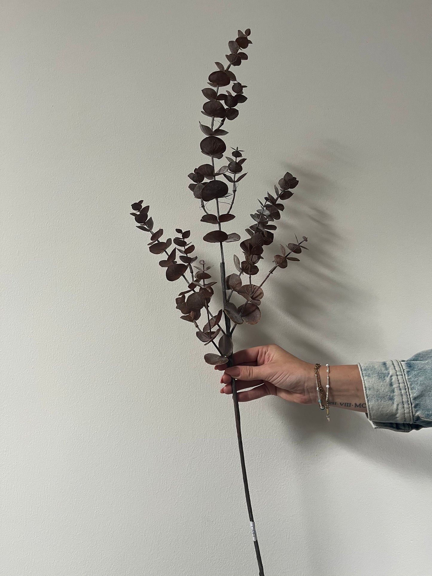 Eucalyptus branch purple