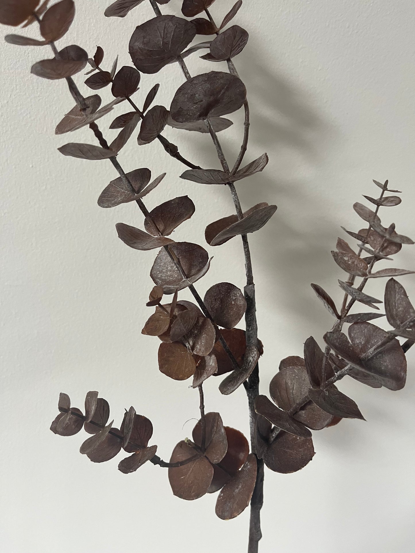 Eucalyptus branch purple