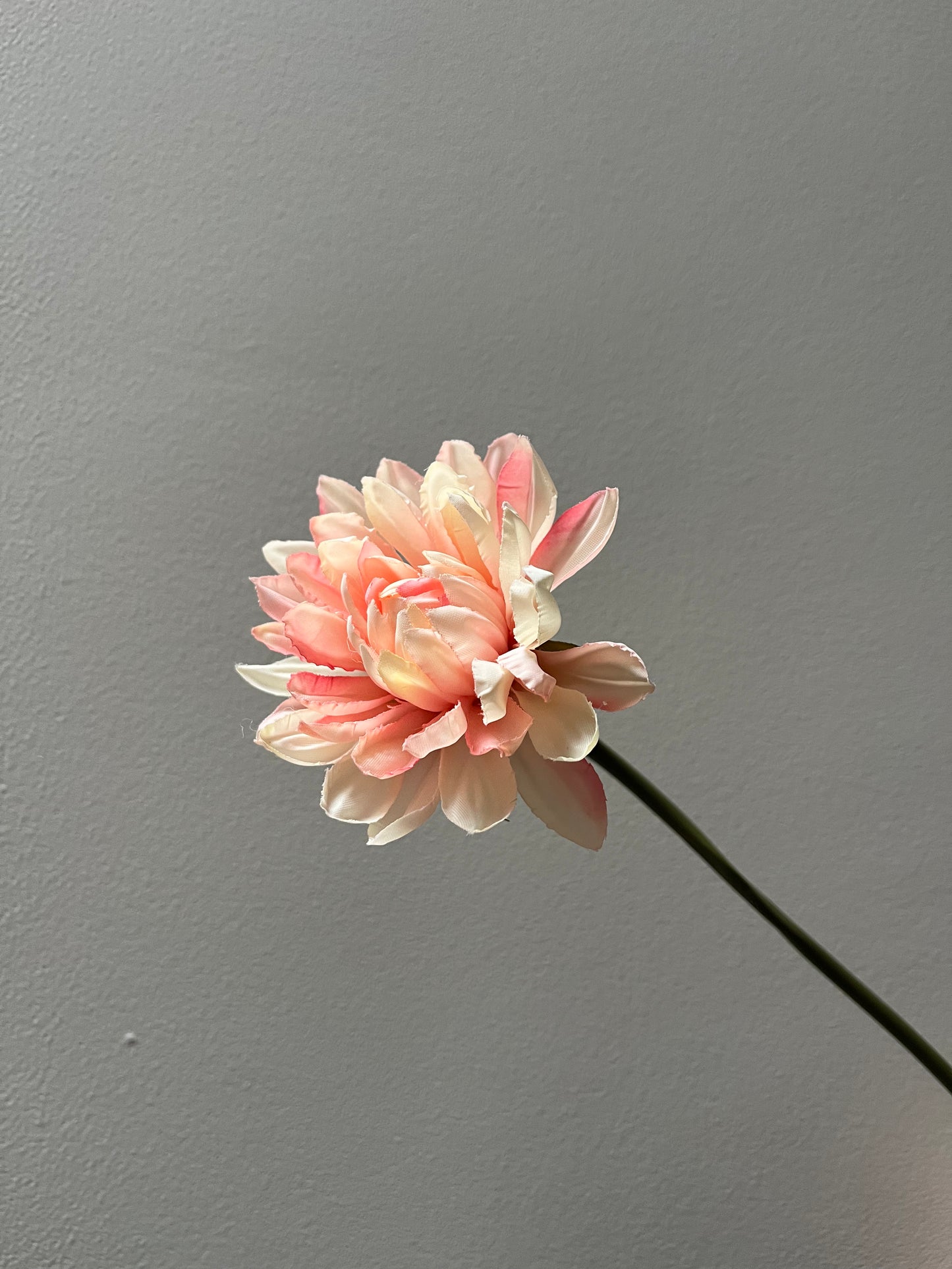 Chrysant roze xxs