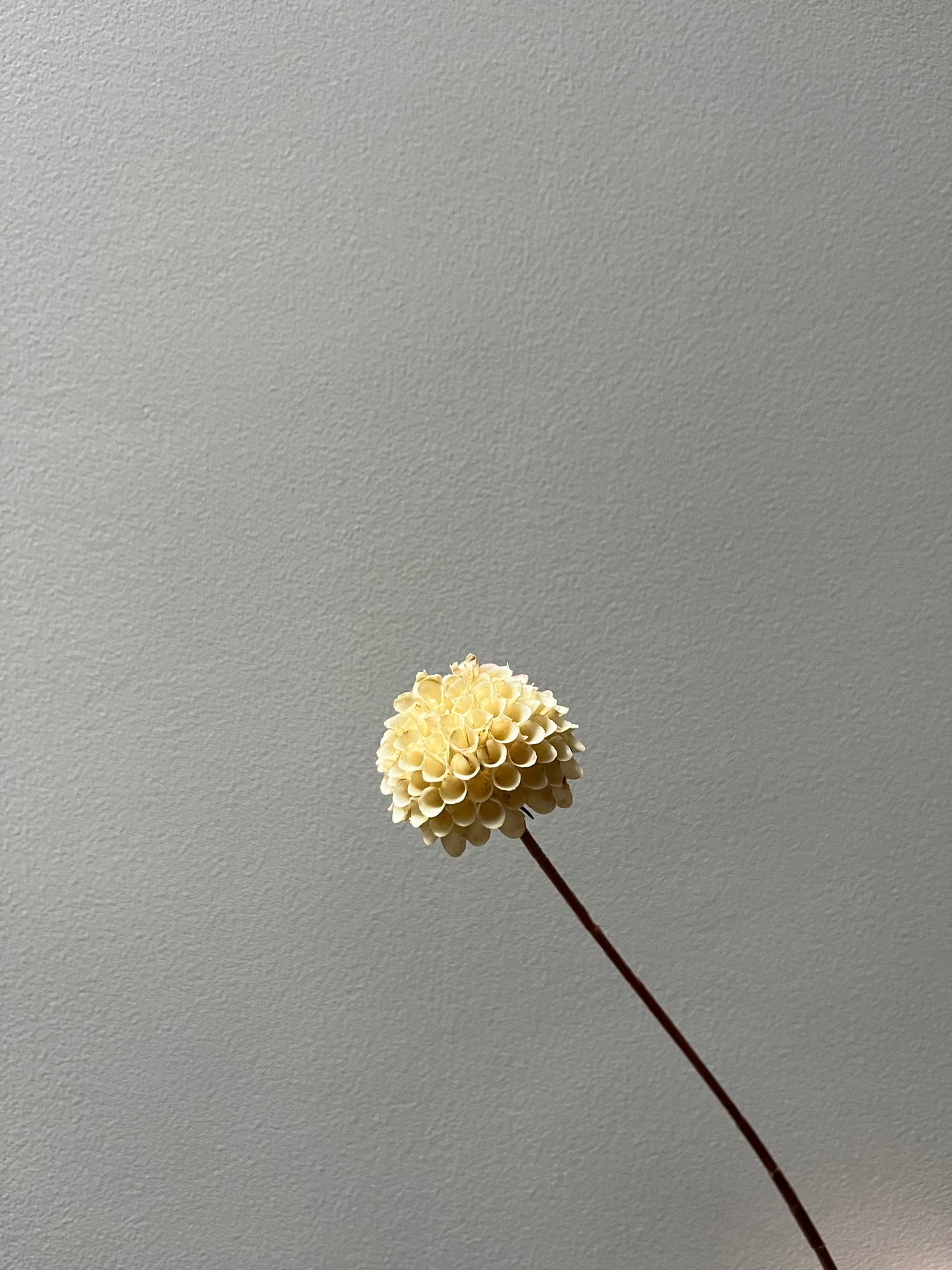Dahlia creme xxs