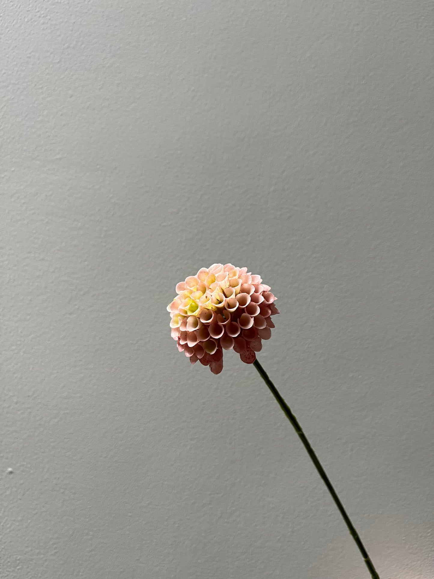 Dahlia roze xxs