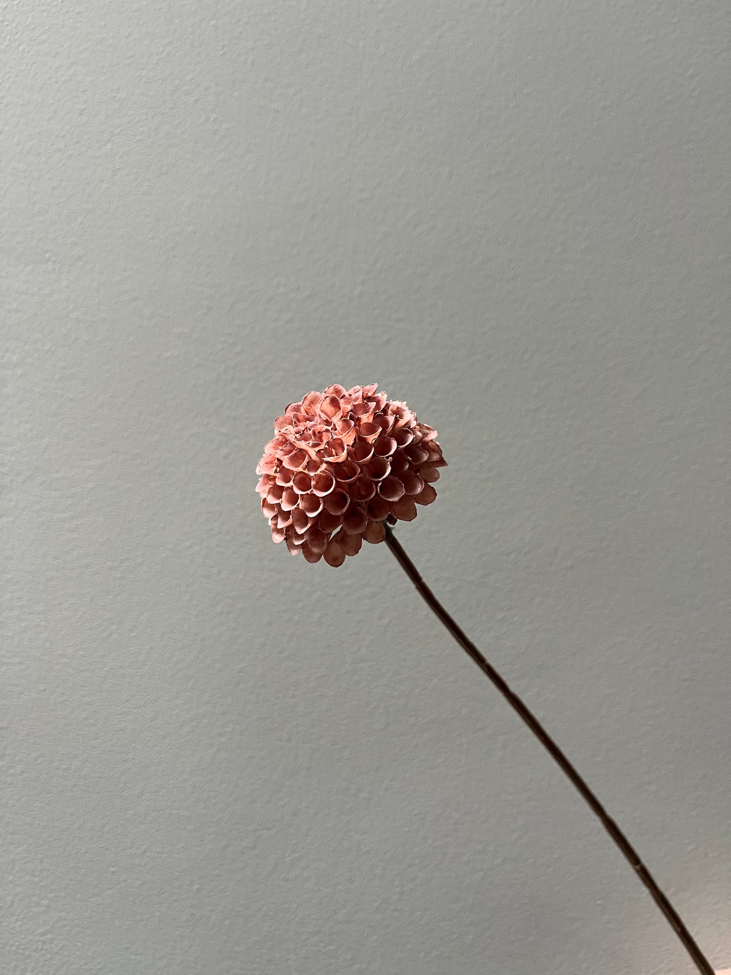 Dahlia donker roze xxs