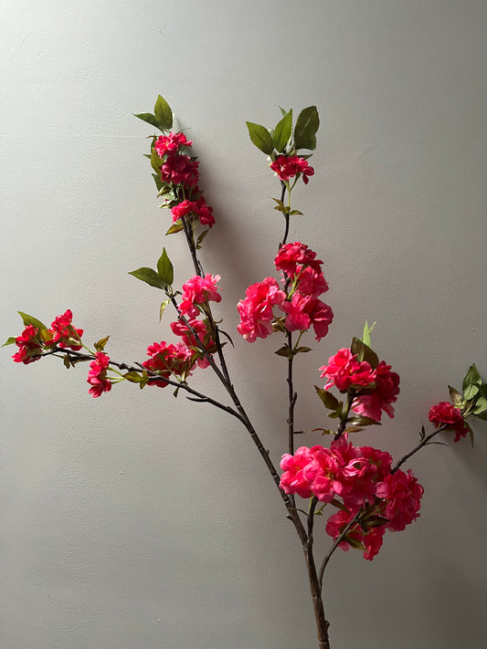 Cherry blossom
