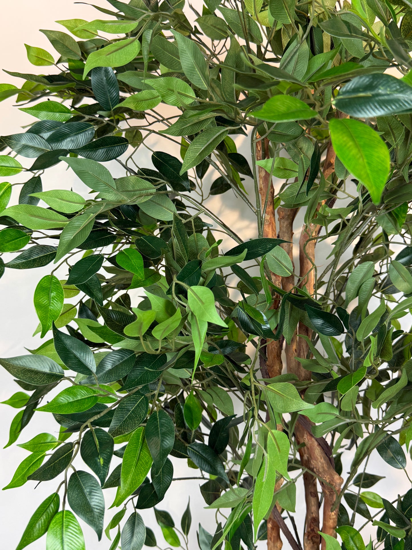 Fica Ficus