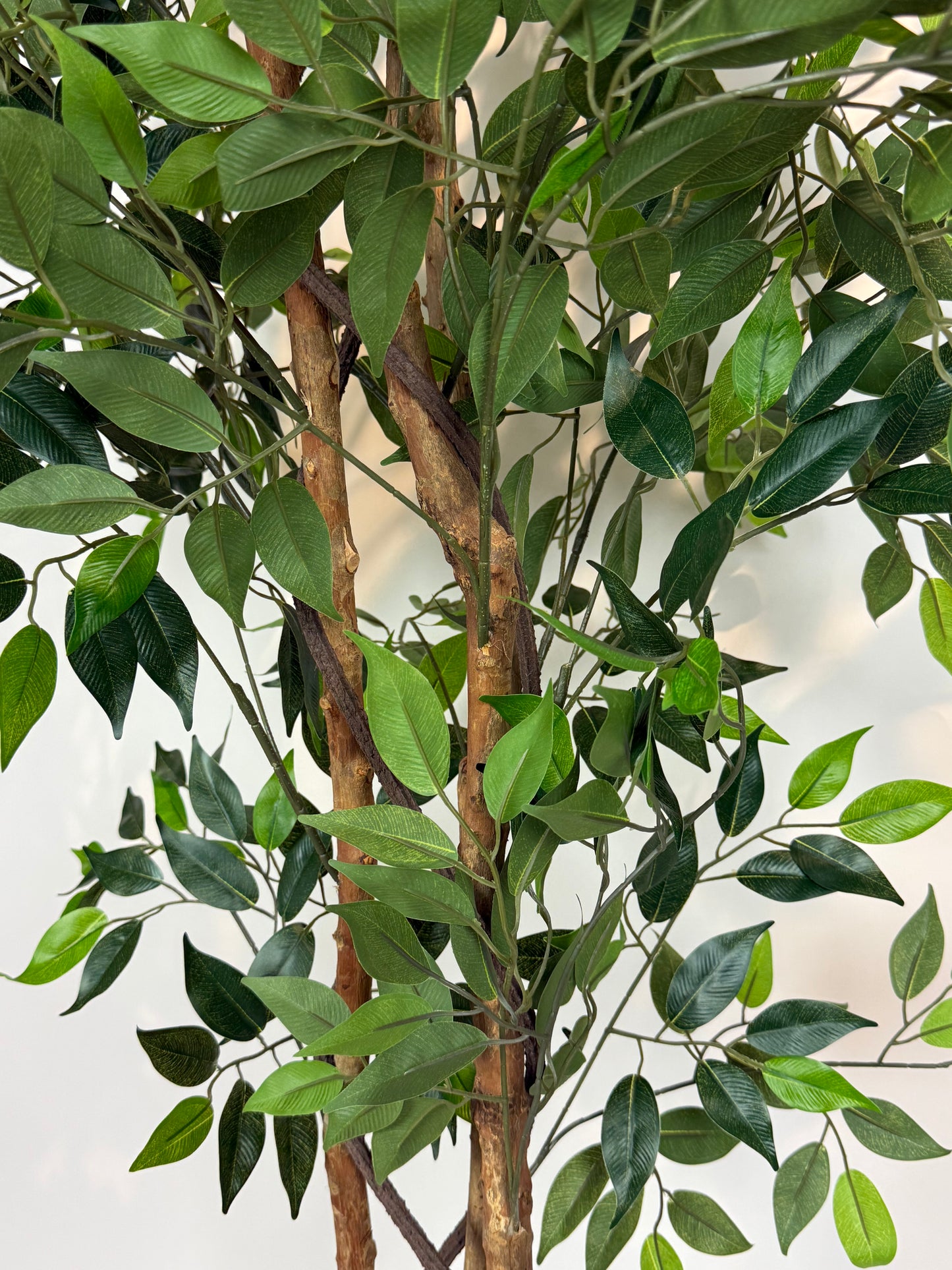 Fica Ficus