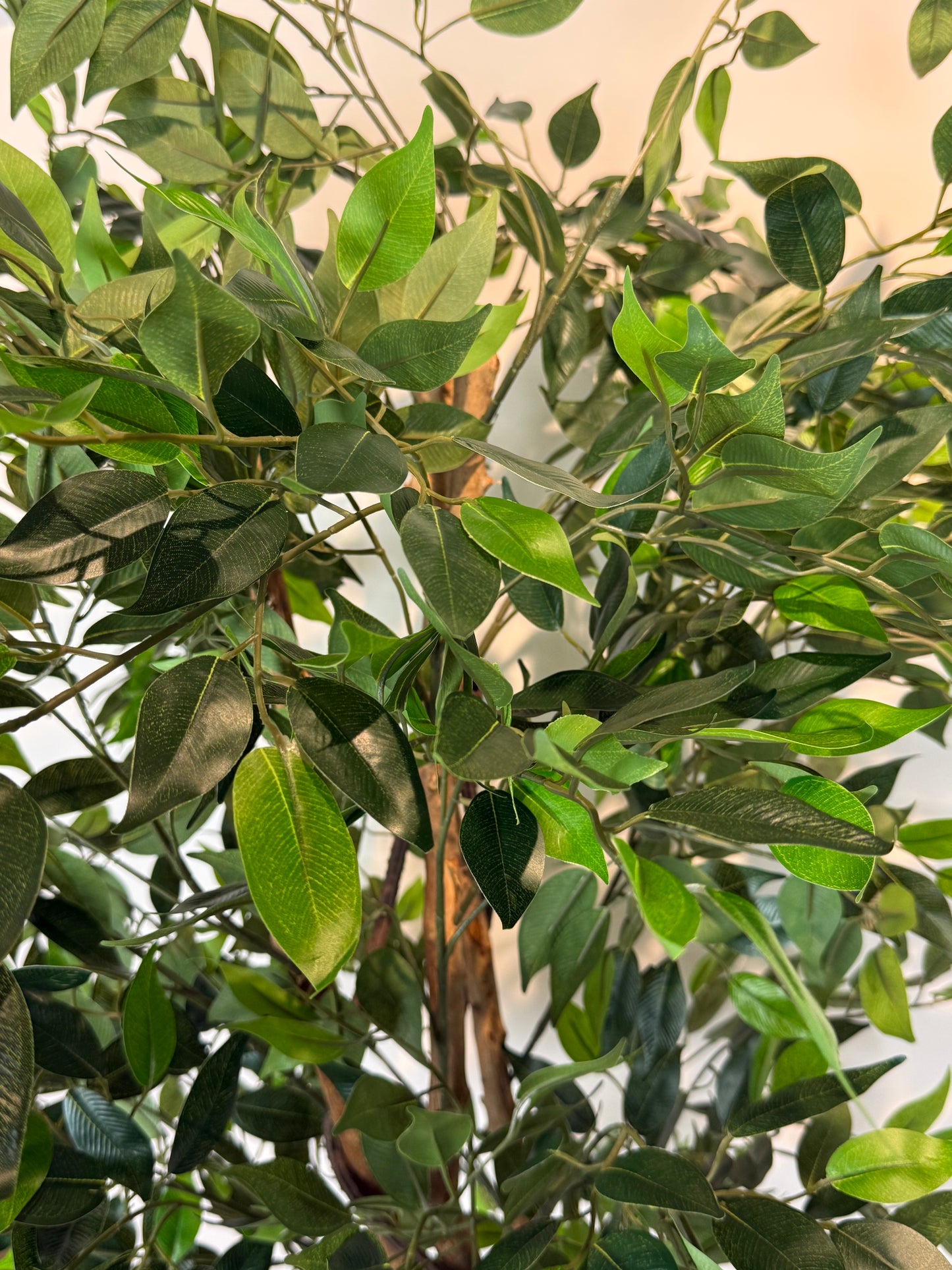 Fica Ficus