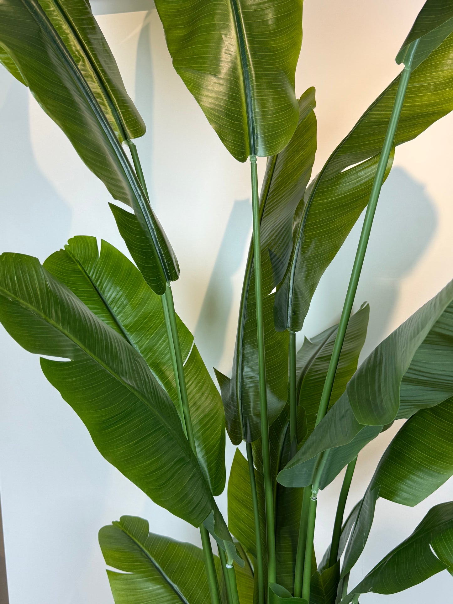 Bananenplant