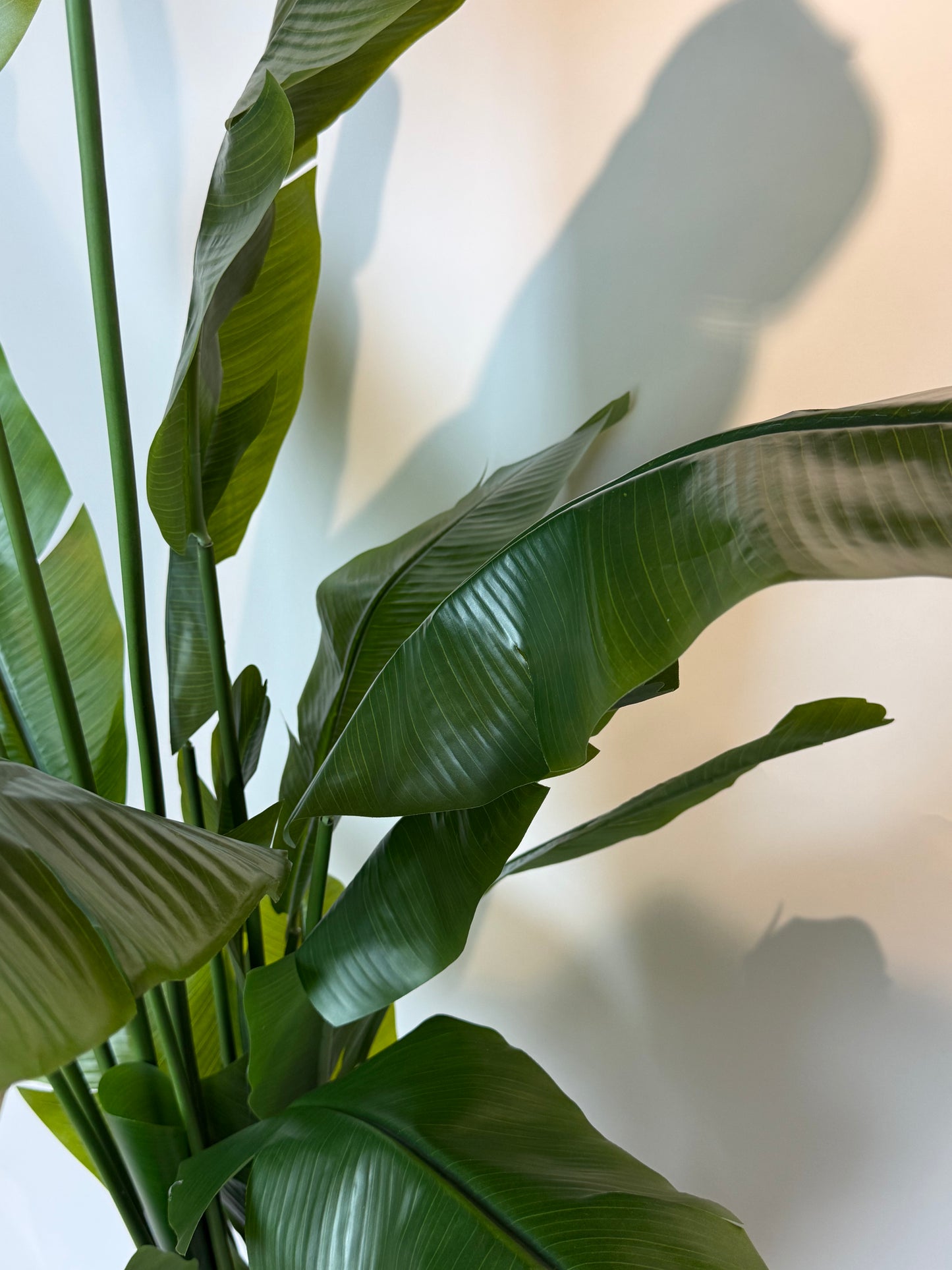 Bananenplant