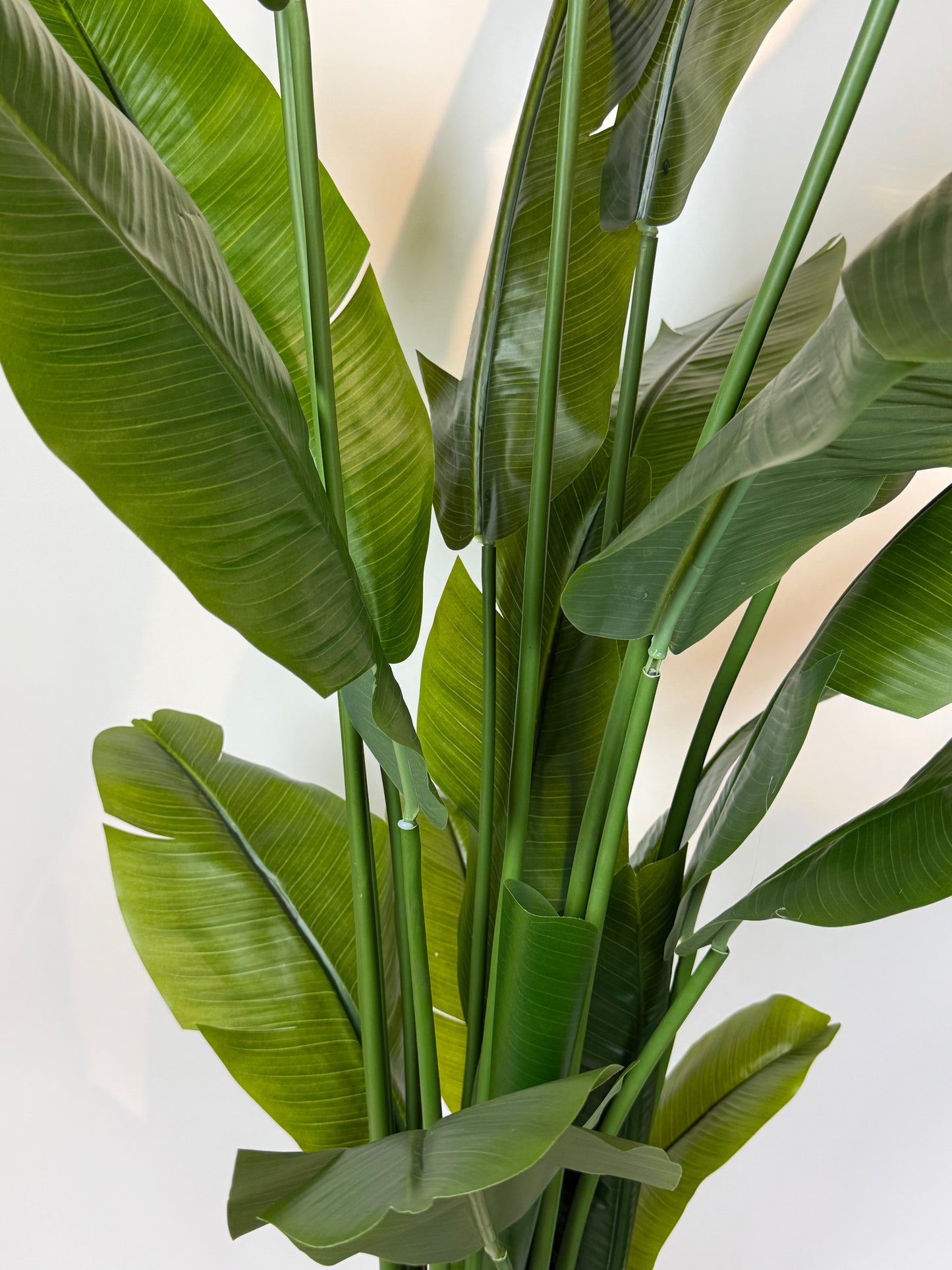 Bananenplant